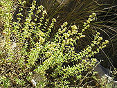 Origano ulje - origanum minutiflorum